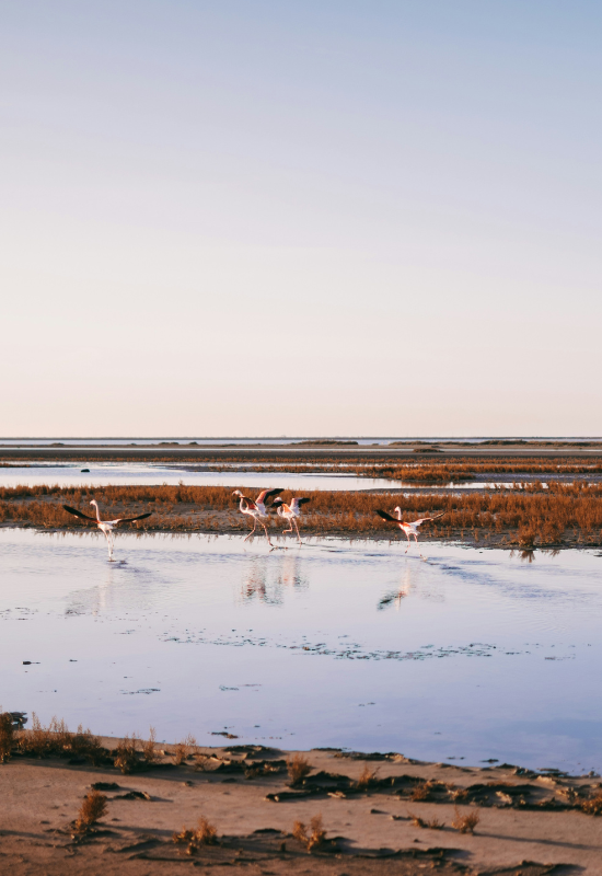 Design sans titre (69) Conciergerie Nîmes et camargue airbnb